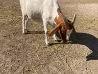 बकरी, Boer goat — फ़ोटो 5