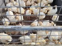 Turkeys — photo 2