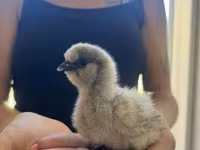 Silkie — zdjęcie 4