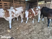 सांड, Simmental cattle — फ़ोटो 4