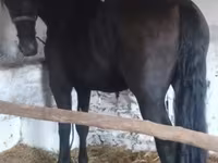 Horse (M), Friesian — photo 1