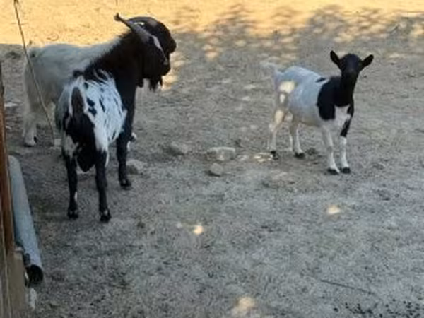 母山羊, Dutch Landrace goats