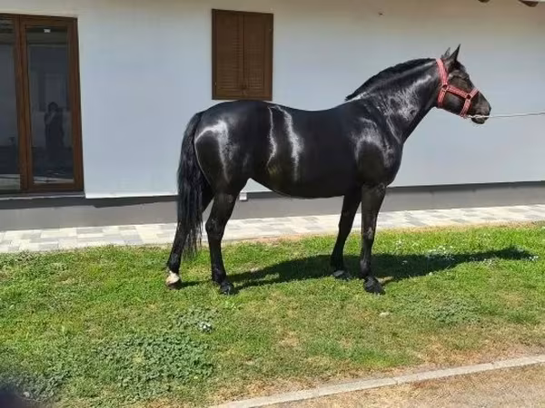 فرس, الخيول