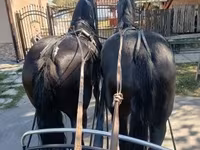 Yegua, Friesian — foto 1