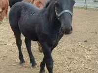 Koń, Hungarian horse breed — zdjęcie 1