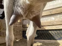 Chèvre, Saanen goat — photo 3