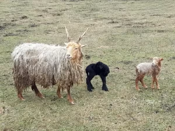 Bélier, Moutons — Hongrie