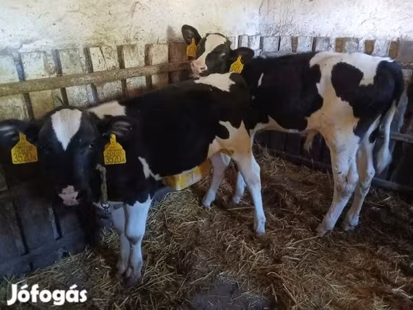 Byk, Russian Black pied cattle — Węgry