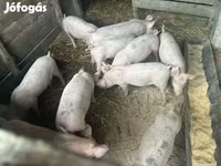 猪（批次，未指定性别）, Pigs — 照片 2