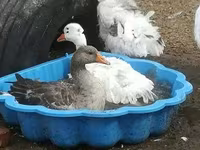 Geese — fotografija 5