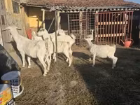 Cabra, Cabras — foto 1