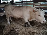 牛只（批次，未指定性别）, Cattle — 照片 8