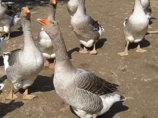 Geese — Węgry