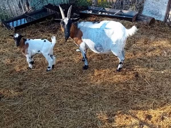 Kozioł, Nubian Goat