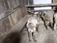 Carneiro, Arashan sheep — foto 2