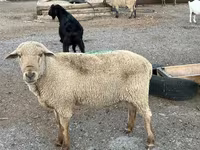 Ovan, Hampshire sheep — fotografija 7