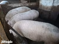 Cerdos (lote, sexo no especificado), Cerdos — foto 4