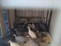 Guinea fowl — 照片 1