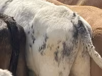 ثور, البلجيكية الزرقاء — الصورة 4