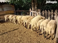 أغنام (دفعة، الجنس غير محدد), الأغنام — الصورة 3