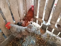 Chickens — 写真 5