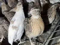 Quails — Foto 1