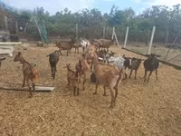 Taka, Nubian Goat — 5-rasm
