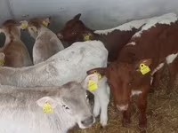 Bovinos (lote, sexo não especificado), Simmental cattle — foto 2