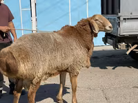 Qoç, Arashan sheep — foto 7