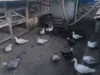 Ducks — 照片 2