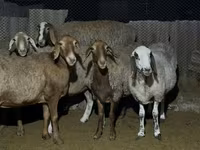雌羊, Arashan sheep — 写真 5