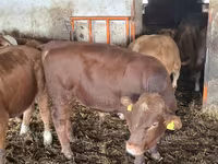 Bik, Simmental cattle — fotografija 1