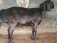 Ram, Sheep — photo 2