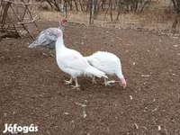 Turkeys — फ़ोटो 2