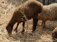 Ovce (partija, pol nije naveden), Karabakh sheep — fotografija 1