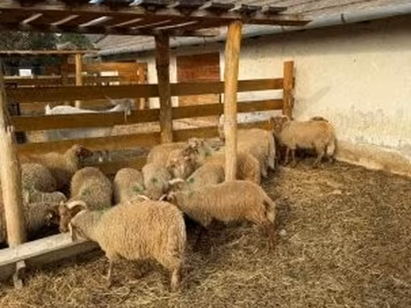 绵羊（批次，未指定性别）, Sheep