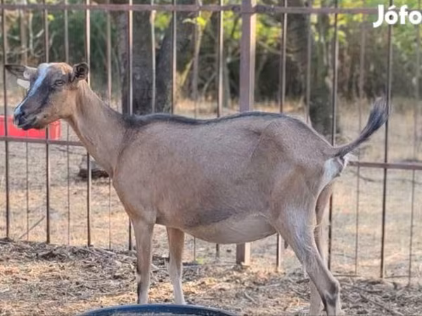 عنزة, Alpine goat