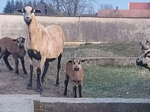 Ovelha, Cameroon sheep — Hungria