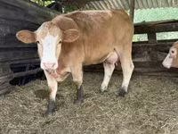Vaca, Simmental cattle — foto 1