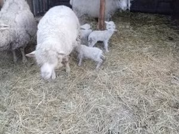 雌羊, Merino sheep