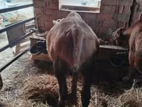 ثور, Simmental cattle — الصورة 4