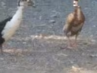 Ducks — Foto 4