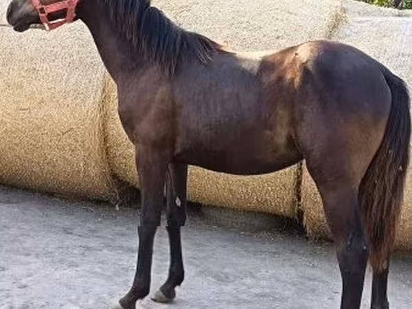 雄馬, Quarter Horse