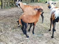 Carnero, Cameroon sheep — foto 2
