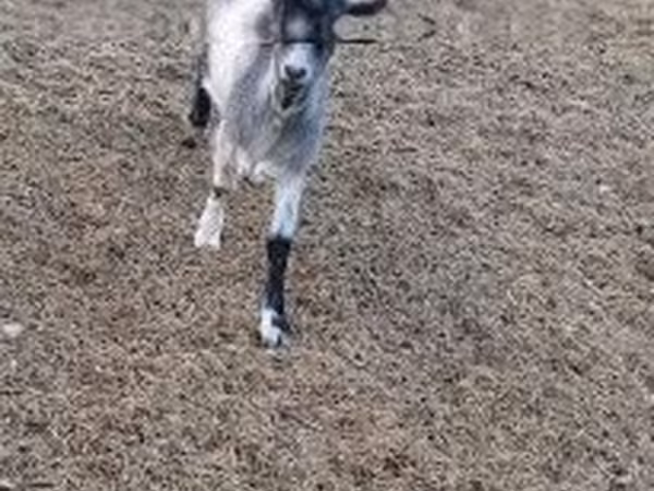 Cabro, Saanen goat