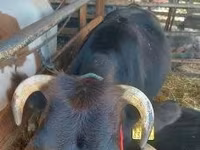 母牛, Cattle — 照片 3