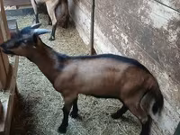 Billy Goat, Alpine goat — photo 6