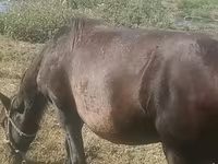Kobila, Azerbaijan horse — fotografija 4