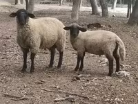 公羊, White Suffolk sheep — 照片 1