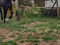 Hengst, Lipizzaner — Foto 1